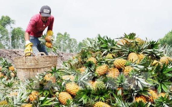 Dứa miền Tây tăng giá, người dân thu lời hàng chục triệu đồng/ha