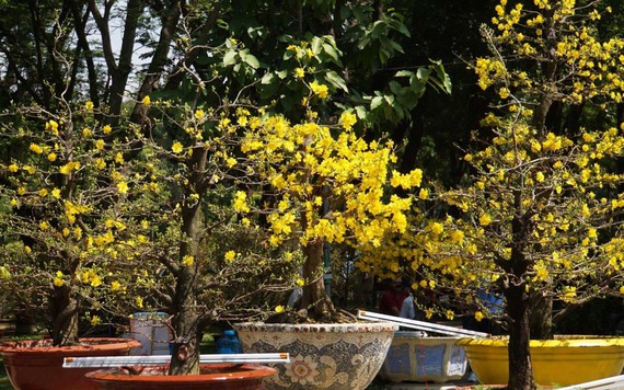 Chưa đến Tết, mai kiểng Sài Gòn đã bung hoa vàng rực vì thời tiết nắng nóng