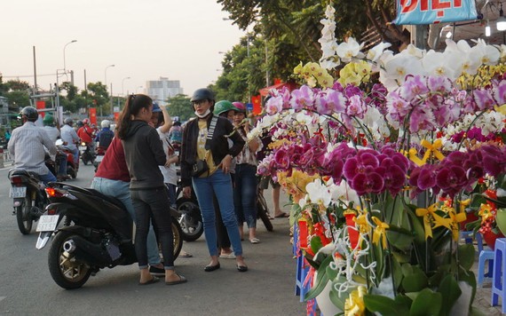 Lan Hồ Điệp giá chục triệu đồng "tràn" xuống phố Sài Gòn