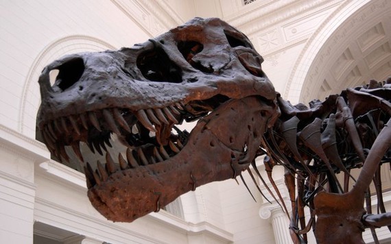 Hóa thạch Baby T-Rex được rao bán trên eBay với giá 3 triệu USD