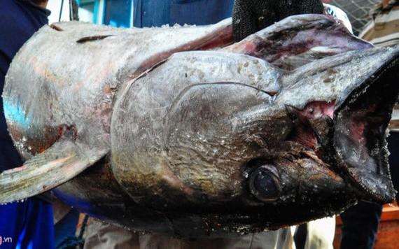 Làng câu cá ngừ đại dương kiếm 1.000 tỷ mỗi năm ở miền Trung