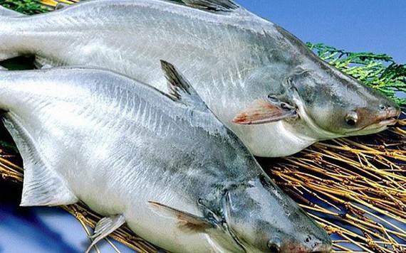 Xuất khẩu cá tra giảm 4,1%