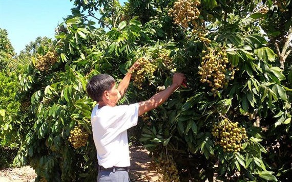 Nhãn trái vụ được mùa, giá cao khiến người dân phấn khởi