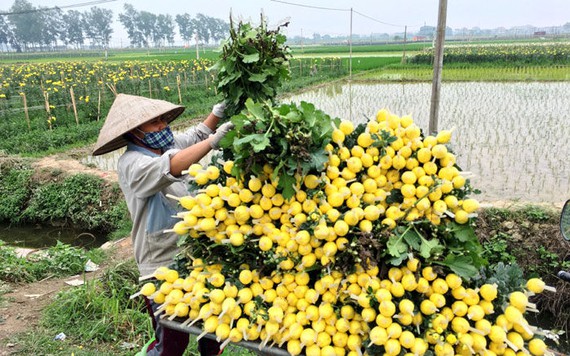 Giá hoa tươi tại Hà Nội tăng mạnh dịp lễ Vu lan
