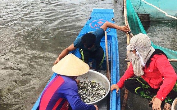 Lũ về muộn: Cá linh khan hiếm, lợp cua ế hàng vì không ai mua