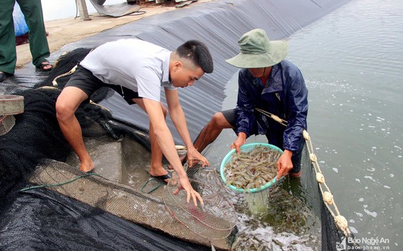 Người dân Nghệ An bán tôm giá rẻ chạy bão số 4