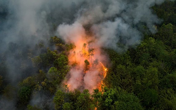 Cháy rừng khiến hơn một triệu người Indonesia thở hổn hển