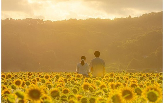 "Đu đưa" với cánh đồng hoa hướng dương bát ngát hương sắc tại Nhật Bản