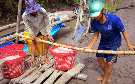 Vào vụ đánh bắt ruốc, ngư dân kiếm tiền triệu mỗi ngày