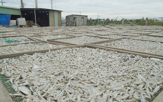 Cá cơm mồm Bình Thuận trúng mùa được giá