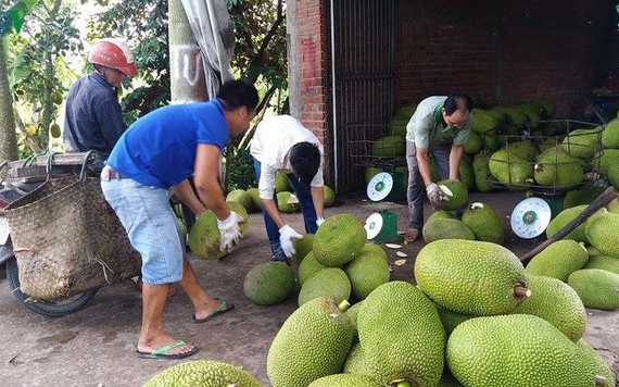 Mít được giá, nông dân Tiền Giang ồ ạt mở rộng diện tích