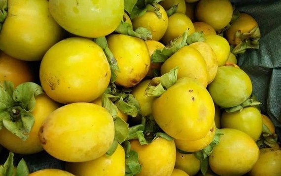 Hồng giòn cuối mùa giảm còn 25.000 đồng/kg