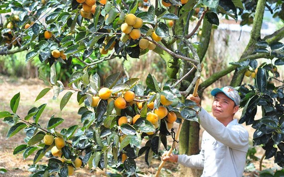 Người dân Lâm Đồng thu lãi cao nhờ trồng hồng vuông