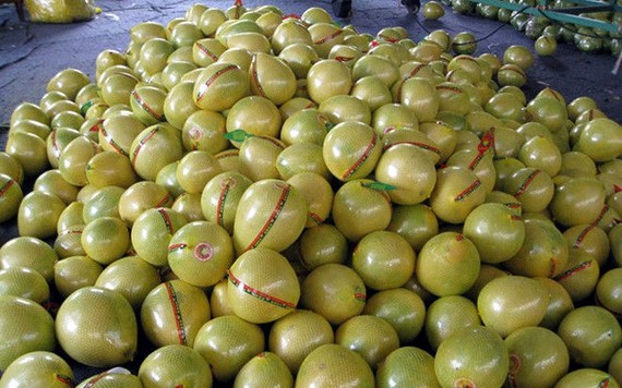Bưởi Trung Quốc vàng óng tràn về chợ Việt