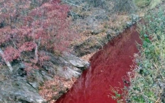 Dòng sông nhuộm đỏ vì máu lợn nhiễm dịch tả châu Phi