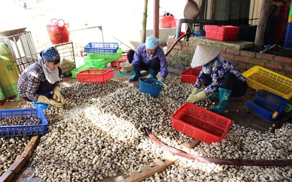 Đưa ngao Giao Thủy xuất ngoại
