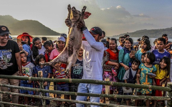 Những chú lợn ngộ nghĩnh trong lễ hội ở Indonesia