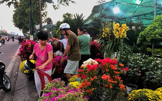 Sài Gòn rực rỡ sắc hoa, cây cảnh ngày cận Tết