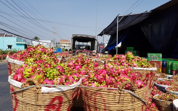 Giá thanh long ruột đỏ bất ngờ tăng 3-4 lần, bằng với thời điểm trước khi có dịch Covid-19