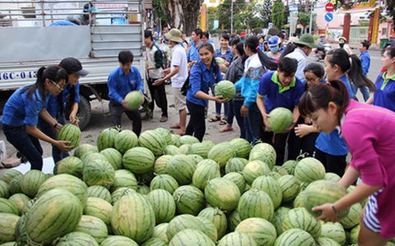 Dưa hấu, thanh long...hồi phục giá