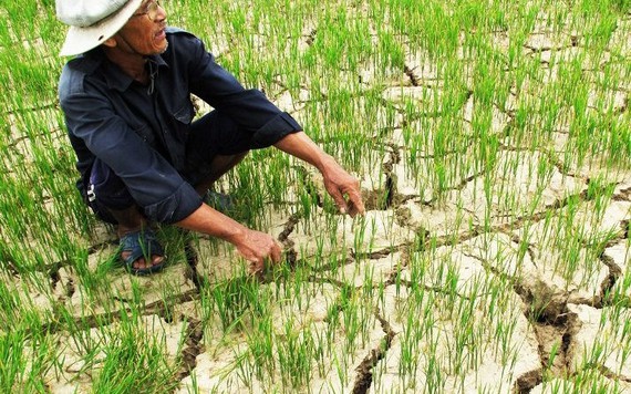 Làm thế nào nông dân có thể tránh rủi ro về giá?