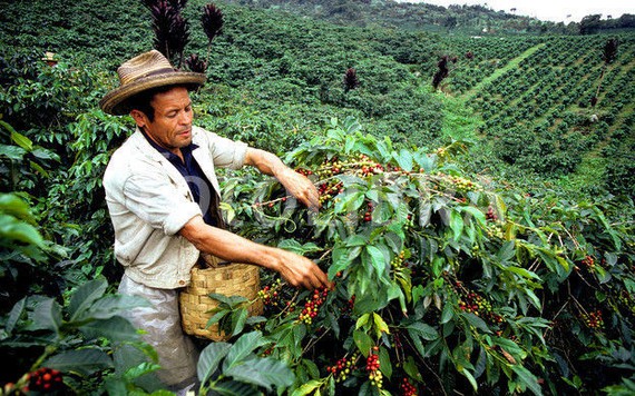 Colombia lập quỹ bình ổn giá cà phê đầu tiên trong lịch sử