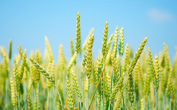 Nhập khẩu lúa mì từ Mỹ trong tháng 1 tăng 113 lần