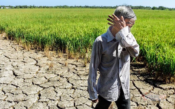 Hạn, mặn khiến nông dân miền Tây điêu đứng