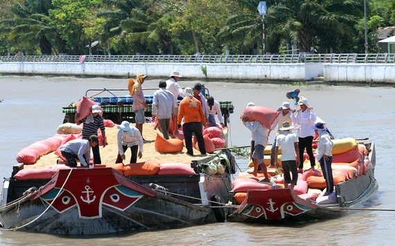 Xử lý doanh nghiệp bỏ thầu nhưng lại mở tờ khai xuất khẩu trăm nghìn tấn gạo