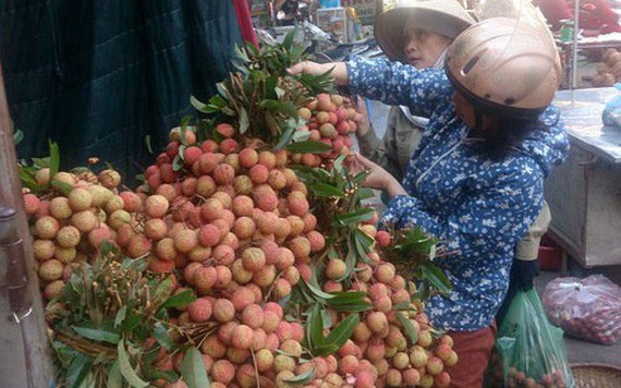 Vải thiều đầu mùa giảm nửa giá, người bán lo ế hàng