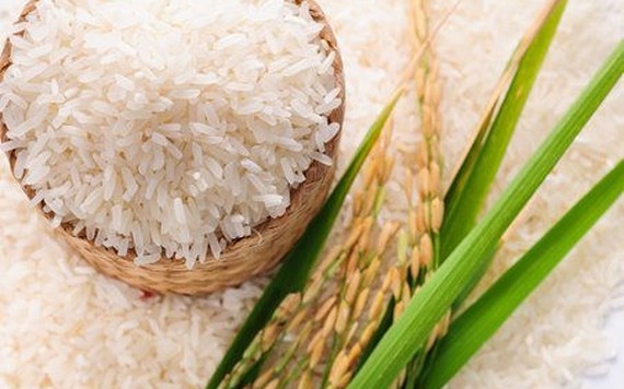 Giá gạo trong nước giảm từ 100-200 đồng/kg