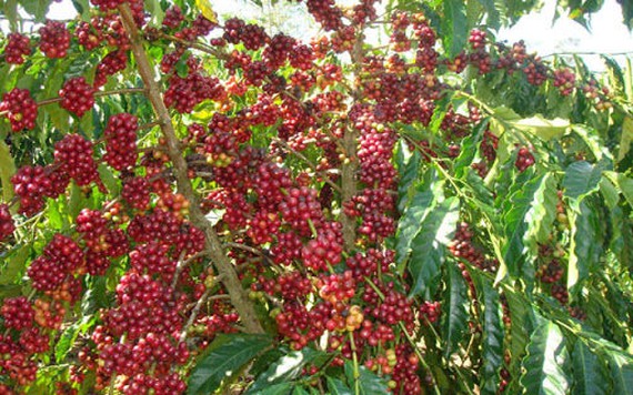 Cà phê Arabica là gì?