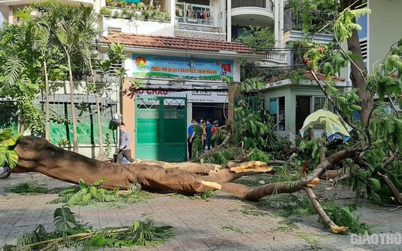 Cây phượng bật gốc đè 13 học sinh TP.HCM, một em đã tử vong