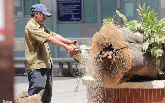 Vụ cây phượng bật gốc khiến 1 học sinh tử vong: Bộ Giáo dục tiến hành rà soát cây xanh trường học