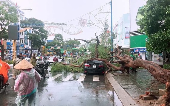 Mưa lớn khiến hàng loạt cây xanh bật gốc đè lên ô tô ở Cần Thơ