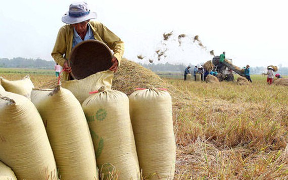 Giá lúa gạo giảm mạnh ngày đầu tuần