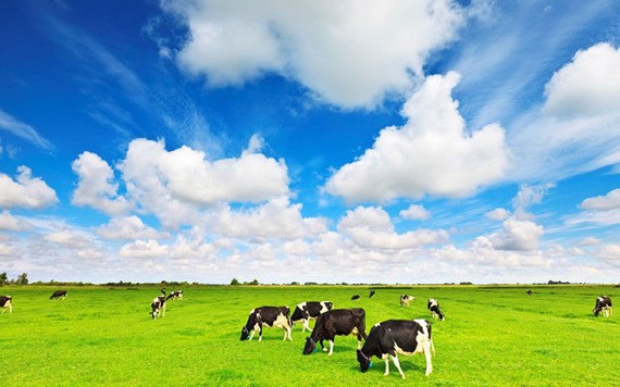 F&N Dairy Investments Pte.LTD tiếp tục đăng ký mua vào hơn 17,4 triệu cổ phiếu Vinamilk