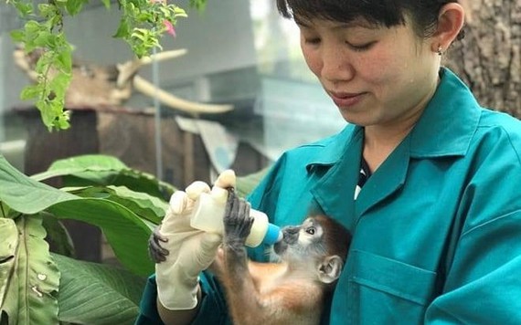 Thảo Cầm Viên Sài Gòn phải giảm lương gần 300 nhân viên, kêu gọi cộng đồng hỗ trợ nuôi thú