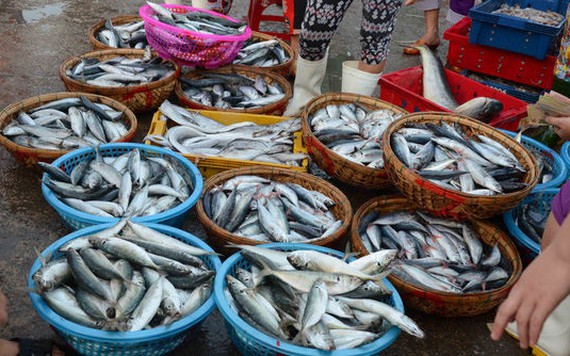 Giá các loại cá biển đồng loạt giảm tại chợ dân sinh