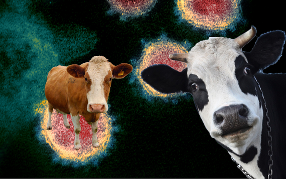 Phát hiện mới: Bò có thể mắc COVID-19, nhưng người dùng đừng lo lắng vì khó nhiễm virus khi ăn thịt bò