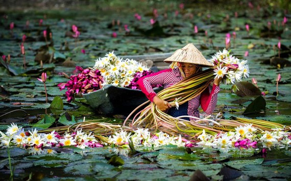 Việt Nam là quốc gia có nhiều món ăn từ hoa nhất thế giới