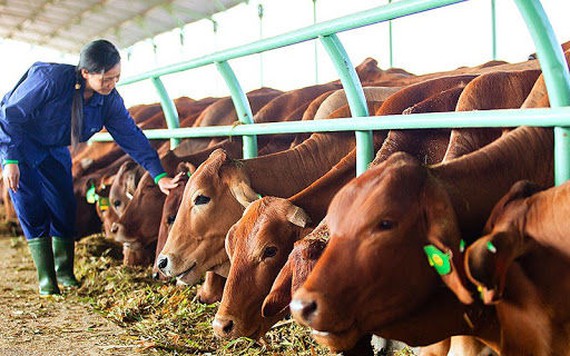 Bầu Đức góp gần 6.000 tỷ đồng vào doanh nghiệp chăn nuôi bò ở Gia Lai