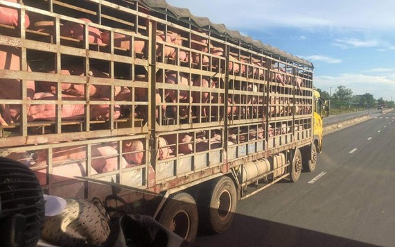 Bi hài thương nhân lỗ tiền tỷ nhập lợn sống từ Thái Lan