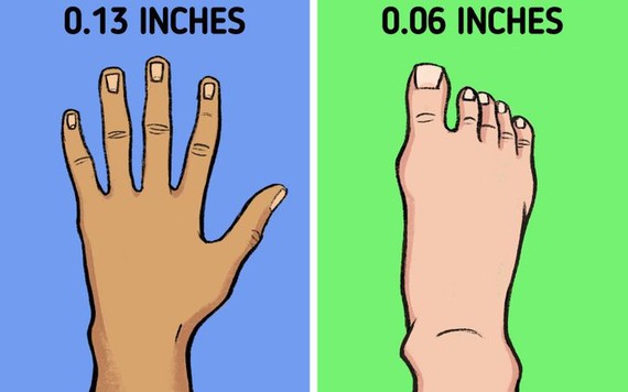 Vì sao móng tay mọc nhanh hơn móng chân?