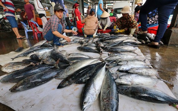 Người làm nghề đánh bắt cá ngừ sọc dưa ở Khánh Hòa trúng lớn, lãi đậm