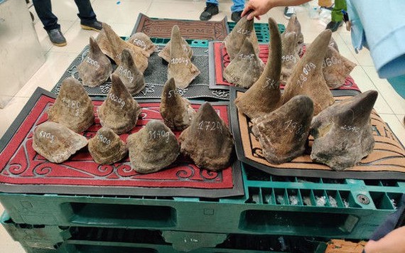 Gần 100 kg sừng tê giác được thu giữ tại sân bay Tân Sơn Nhất?