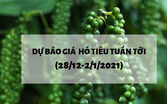 Giá tiêu được dự báo tăng mạnh trong thời gian tới