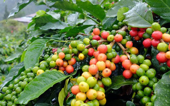Cà phê Đắk Lắk đạt mức cao nhất vùng với 33.200 đồng/kg