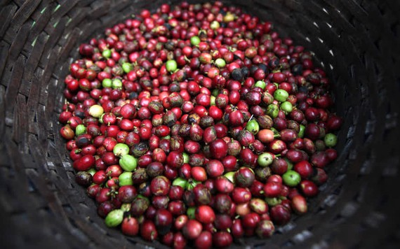 Giảm 100 đồng, giá cà phê Đắk Lắk cao nhất vùng với 33.000 đồng/kg