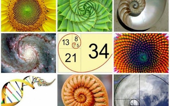 Bạn biết gì về dãy Fibonacci và 'tỉ lệ vàng' trong vạn vật?